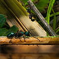 Ants Adventure 2 by Bob Orsillo Ants Adventure 2 by Bob Orsillo