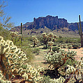 Apache Trail Cholla Cactus by Martin Konopacki