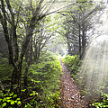 Appalachian Trail Photograph by Debra and Dave Vanderlaan Appalachian Trail Photograph by Debra and Dave Vanderlaan