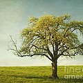Appletree by Priska Wettstein Appletree by Priska Wettstein