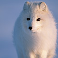 Arctic Fox, Alaska Photograph by Yva Momatiuk and John Eastcott Arctic Fox, Alaska Photograph by Yva Momatiuk and John Eastcott