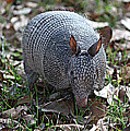 Armadillo Closeup by Carol Groenen Armadillo Closeup by Carol Groenen