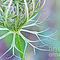 Artsy Pastal Wildflower Photograph by Gwen Gibson Artsy Pastal Wildflower Photograph by Gwen Gibson