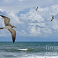 As Birds Fly Photograph by Kathy Baccari As Birds Fly Photograph by Kathy Baccari