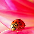 Asian Lady Beetle 2 Photograph by Amanda Mohler Asian Lady Beetle 2 Photograph by Amanda Mohler