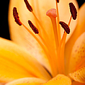 Asian Lily Photograph by Sebastian Musial Asian Lily Photograph by Sebastian Musial