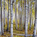 Aspen Forest  by David Soldano