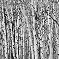 Aspen Forest Tree Trunk Bark Photograph by James BO Insogna Aspen Forest Tree Trunk Bark Photograph by James BO Insogna