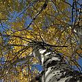 Fall Aspen Photograph by Frank Madia Fall Aspen Photograph by Frank Madia
