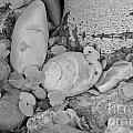Aspen Leaves on the Rocks - black and white Photograph by Dorrene BrownButterfield Aspen Leaves on the Rocks - black and white Photograph by Dorrene BrownButterfield