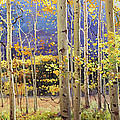 Panorama view of Aspen Trees Painting by Gary Kim