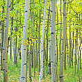 Aspen Tree Forest Autumn Time Photograph by James BO Insogna Aspen Tree Forest Autumn Time Photograph by James BO Insogna