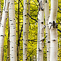 Aspens Photograph by Chad Dutson Aspens Photograph by Chad Dutson
