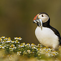Atlantic Puffin Carrying Fish Skomer Photograph by Sebastian Kennerknecht Atlantic Puffin Carrying Fish Skomer Photograph by Sebastian Kennerknecht