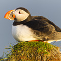 Atlantic Puffin Iceland Photograph by Peer von Wahl Atlantic Puffin Iceland Photograph by Peer von Wahl
