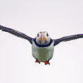 Atlantic Puffin In Flight Photograph by Science Photo Library