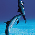 Atlantic Spotted Dolphin And Calf by Hiroya Minakuchi Atlantic Spotted Dolphin And Calf by Hiroya Minakuchi