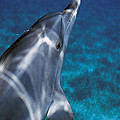 Atlantic Spotted Dolphin Bahamas by Hiroya Minakuchi Atlantic Spotted Dolphin Bahamas by Hiroya Minakuchi