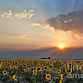 August Dreams Photograph by Jim Garrison August Dreams Photograph by Jim Garrison