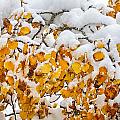 Autumn Aspen Leaves in The Snow Photograph by James BO Insogna Autumn Aspen Leaves in The Snow Photograph by James BO Insogna