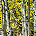 Autumn Aspen Tree Trunks In Their Glory Photograph by James BO Insogna Autumn Aspen Tree Trunks In Their Glory Photograph by James BO Insogna