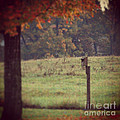 Autumn Birdhouse Photograph by Kerri Farley Autumn Birdhouse Photograph by Kerri Farley