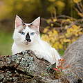 Autumn Cat Photograph by Theresa Tahara Autumn Cat Photograph by Theresa Tahara