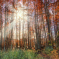 Autumn Cypress - Fall - Trees Photograph by Jason Politte Autumn Cypress - Fall - Trees Photograph by Jason Politte