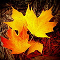 Autumn Fire Photograph by Rodney Lee Williams Autumn Fire Photograph by Rodney Lee Williams