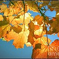 Autumn Found Photograph by Spikey Mouse Photography Autumn Found Photograph by Spikey Mouse Photography