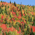 Autumn in Gaspesie Natl Park Quebec Photograph by Yva Momatiuk John Eastcott Autumn in Gaspesie Natl Park Quebec Photograph by Yva Momatiuk John Eastcott