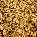 Autumn Leaf Background by Tim Hester Autumn Leaf Background by Tim Hester