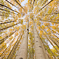 Autumn Quaking Aspen Rocky Mts Colorado Photograph by Yva Momatiuk and John Eastcott Autumn Quaking Aspen Rocky Mts Colorado Photograph by Yva Momatiuk and John Eastcott