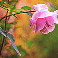 Autumn Rose Photograph by Theresa Tahara Autumn Rose Photograph by Theresa Tahara