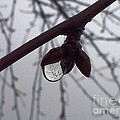 Autumn Tears by Amalia Suruceanu Autumn Tears by Amalia Suruceanu