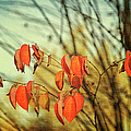 Autumn Photograph by Theresa Tahara Autumn Photograph by Theresa Tahara
