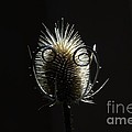 Autumn thistle by Amalia Suruceanu Autumn thistle by Amalia Suruceanu