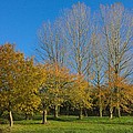 Autumn Trees by Jeremy Hayden Autumn Trees by Jeremy Hayden