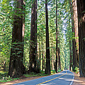 Avenue Of The Giants by Heidi Smith Avenue Of The Giants by Heidi Smith