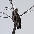 Baby Bald Eagle by Brandi Maher Baby Bald Eagle by Brandi Maher