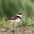 Baby - Bird - Killdeer by Travis Truelove Baby - Bird - Killdeer by Travis Truelove