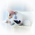 Baby Blue Eyes Photograph by Theresa Tahara Baby Blue Eyes Photograph by Theresa Tahara