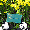 Baby Boomers by Ausra Huntington nee Paulauskaite Baby Boomers by Ausra Huntington nee Paulauskaite