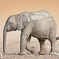 Baby Elephant by Johan Swanepoel Baby Elephant by Johan Swanepoel
