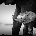 Baby Elephant next to Cow Photograph by Johan Swanepoel Baby Elephant next to Cow Photograph by Johan Swanepoel