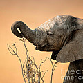 Baby elephant reaching for branch by Johan Swanepoel Baby elephant reaching for branch by Johan Swanepoel