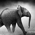 Baby Elephant running by Johan Swanepoel Baby Elephant running by Johan Swanepoel