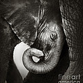 Baby elephant seeking comfort Photograph by Johan Swanepoel Baby elephant seeking comfort Photograph by Johan Swanepoel
