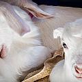 Baby Goats Napping Photograph by Natalie Rotman Cote