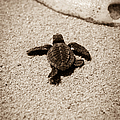 Baby Sea Turtle Photograph by Sebastian Musial Baby Sea Turtle Photograph by Sebastian Musial